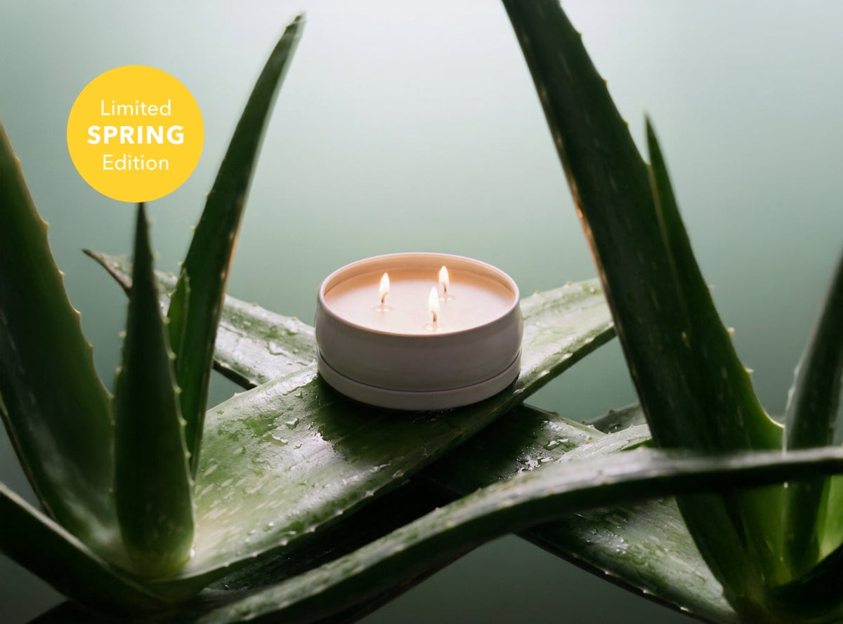 Cucumber Aloe 3-Wick Candle